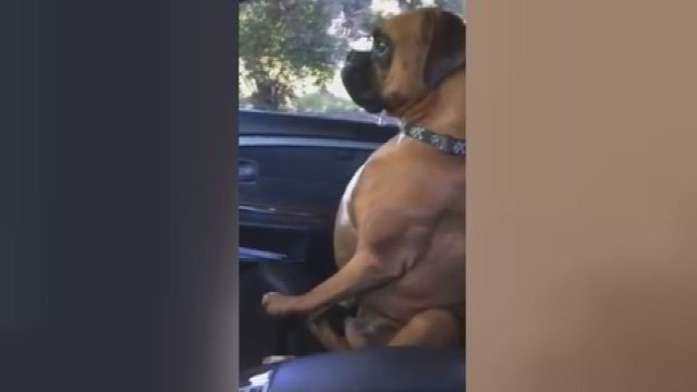 Trumpam paliko šunį automobilyje – šis parodė, kodėl taip daryti nevalia
