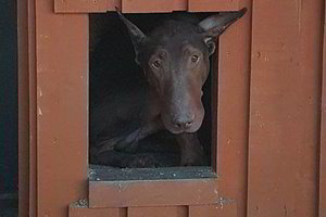 Dėl kūdikį mirtinai sukandžiojusio šuns nuteistas tėvas 