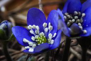 Pavasaris skleidžiasi visu gražumu: miškuose jau pražydo žibutės