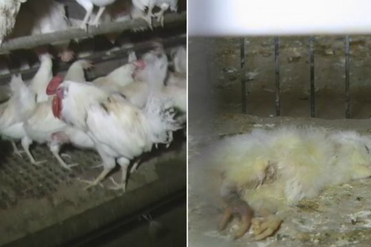 Paukščių gyvenimas sukrečia vaizdais: dalis jų patenka ir į Lietuvą