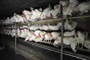 Iš Švedijos – sukrečiantys vaizdai. Dalis šių paukščių patenka ir į Lietuvą