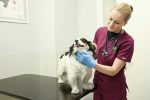 Perspėjo apie augintinio stresą: tai gali lemti klaidingą diagnozę