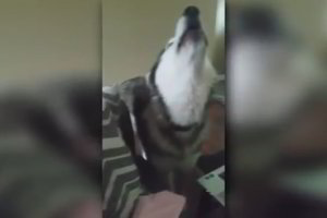 Haskis sugalvojo meistrišką būdą, kaip nuraminti verkiantį kūdikį