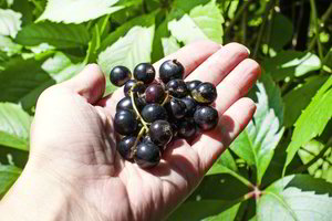 Jei auginate serbentus, dabar idealus metas padaryti vieną svarbų darbą