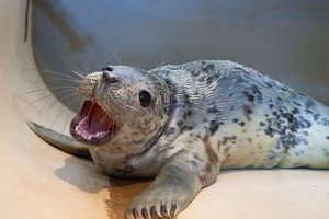 Pajūryje aptikti trys nusilpę ir sužeisti ruoniukai gydomi jūrų muziejuje