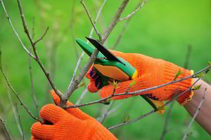 Vaismedžių ir vaiskrūmių genėjimas: ši informacija išgelbės jūsų derlių