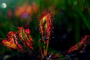 Gamtininkas atskleidė, kuo minta augalai plėšrūnai: praryja net žiurkę 