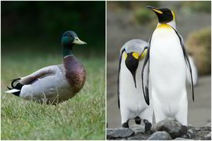 Atrado keistą padarą: anties ir pingvino hibridas, bet ne paukštis