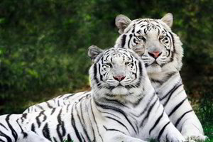 Paaiškėjo nemaloni tiesa apie baltuosius tigrus