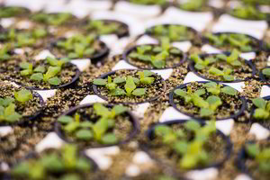 Kimbant į darbus daržuose: keturi ypač svarbūs patarimai