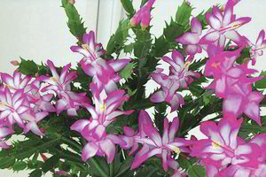 Per Velykas žydi ir kaktusai: iš kur jie kilę, kaip juos prižiūrėti?