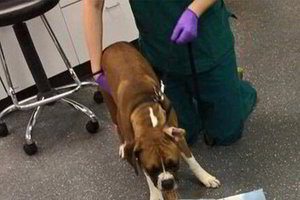 Šeimininkai pavaišino šunį populiariu skanėstu. Geriau to nekartokite 