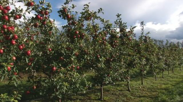 Žiūrėkite ir mokykitės: sodininko pamoka, kaip genėti žemaūges obelis
