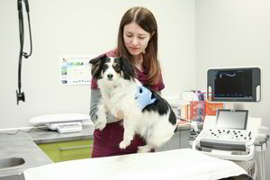 Pavasarį nuskuskite augintiniui lopinėlį kaklo kailio. Štai kodėl