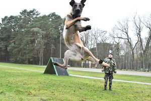 Pasieniečių keturkojis pavasariu džiaugiasi taip, kad pavydu – net pakilo į orą