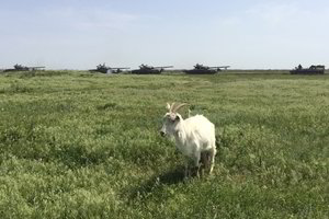 Vokietijos kontaktiniame zoologijos sode ožką nužudę du vyrai pasiųsti už grotų