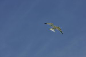 Žydra svajonė – po reformos algos visiems gali išaugti trečdaliu