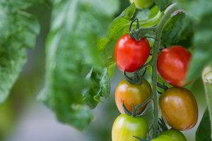 Pasiūlė Lietuvoje užaugintų pomidorų, kokių dar neteko ragauti