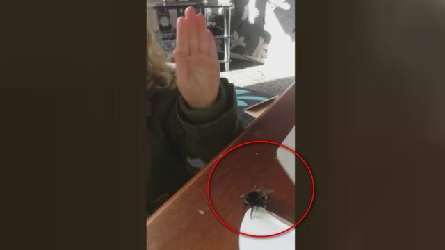 Mergaitė išgelbėjo kamanę – vabzdžio atsidėkojimo gestas sužavėjo tūkstančius