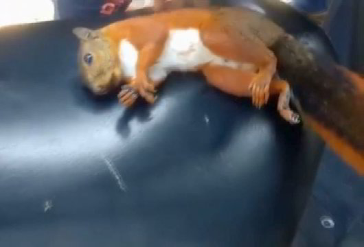 Nepaliks abejingų: greita jaunuolių reakcija išgelbėjo gyvybę