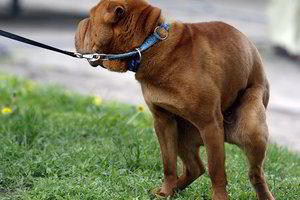 Gyvūnų „minos“ bado akis, bet ne tai yra didžiausia problema