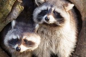 JAV siaučia meškėnai-zombiai