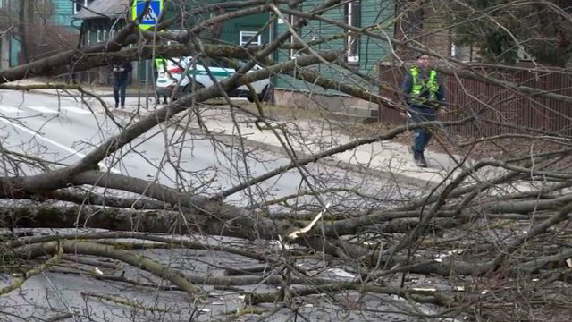 Kaune kelią vairuotojams užblokavo nuvirtęs medis