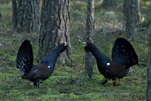 „Sengirės“ kūrybinė grupė pusę uždirbtų pinigų padovanos filmo herojams 