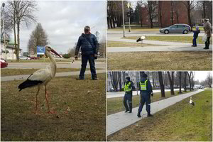 Šilutę aplankęs gandras Pranius – drąsuolis, kuris vogdavo kepsnius
