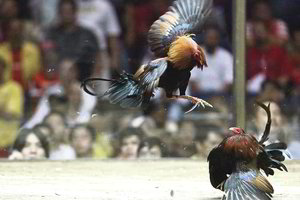 Prieš kruvinas kautynes ringe gaidžiai popinami kaip ponaičiai