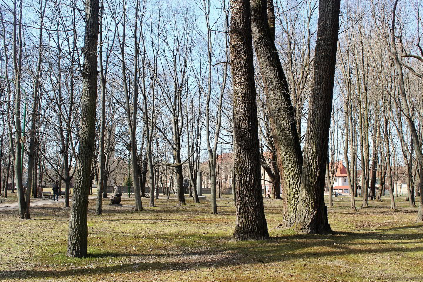 Parke senų medžių beveik neliko.<br>G.Pilaičio nuotr.