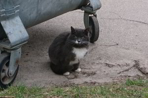 Daug kas nesupras: širvintiškės išleido beglobėms katėms šimtus eurų