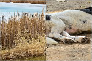 Rusijoje turistus pašiurpino prie ežero pamatytas vaizdas
