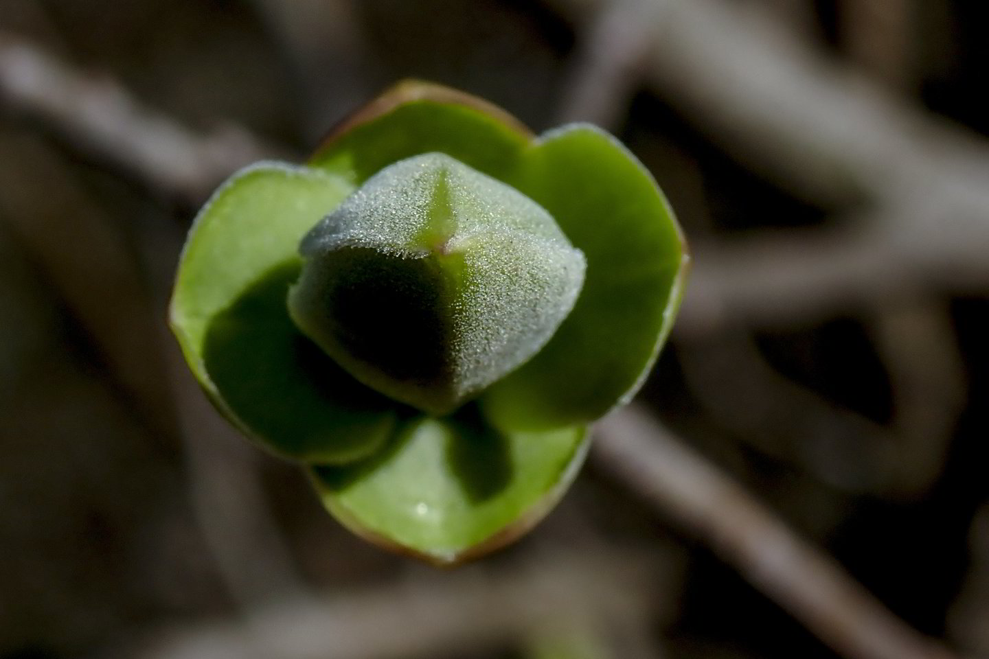 Pavasaris jau išsiskleidė visu gražumu.<br> V.Ščiavinsko nuotr.
