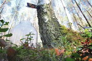 Šiluma įtiko ne visiems – beržų sula gali tapti deficitu