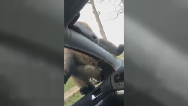 Beždžionės poelgį pro atvirą automobilio langą moteris atsimins dar ilgai