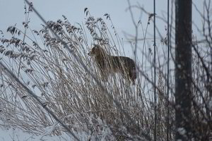 Pamaryje užfiksuotas Lietuvai nebūdingas gyvūnas