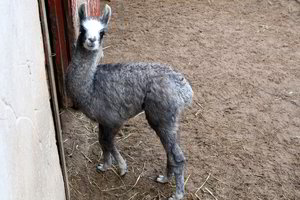 Gali nebelikti Lietuvos zoologijos sodo: gyvūnams trūksta net pašaro?