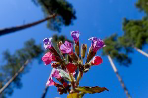 Stulbinančio grožio nuotraukose – sprogstantis pavasaris