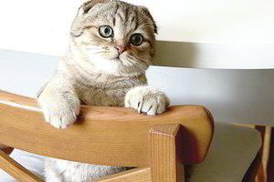 Dėl panašumo į Batuotą Katiną vilniečių augintinis tapo tikra žvaigžde