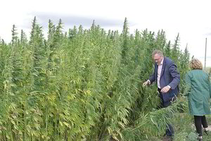 Jau ir Lietuvoje kanapės tampa rimtu verslu