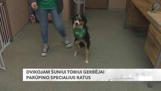 Dvikojam šuniui Tobiui gerbėjai parūpino specialius ratus