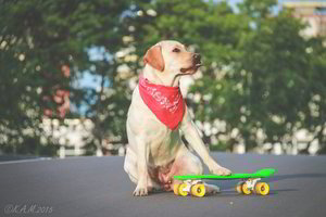 Artėja visuotinė Šuns diena: ką reikia žinoti šeimininkams?