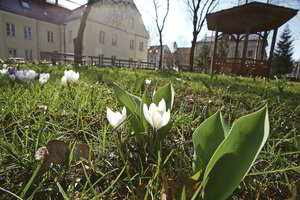 Nustebsite sužinoję, kokias gėles mėgo Maironis