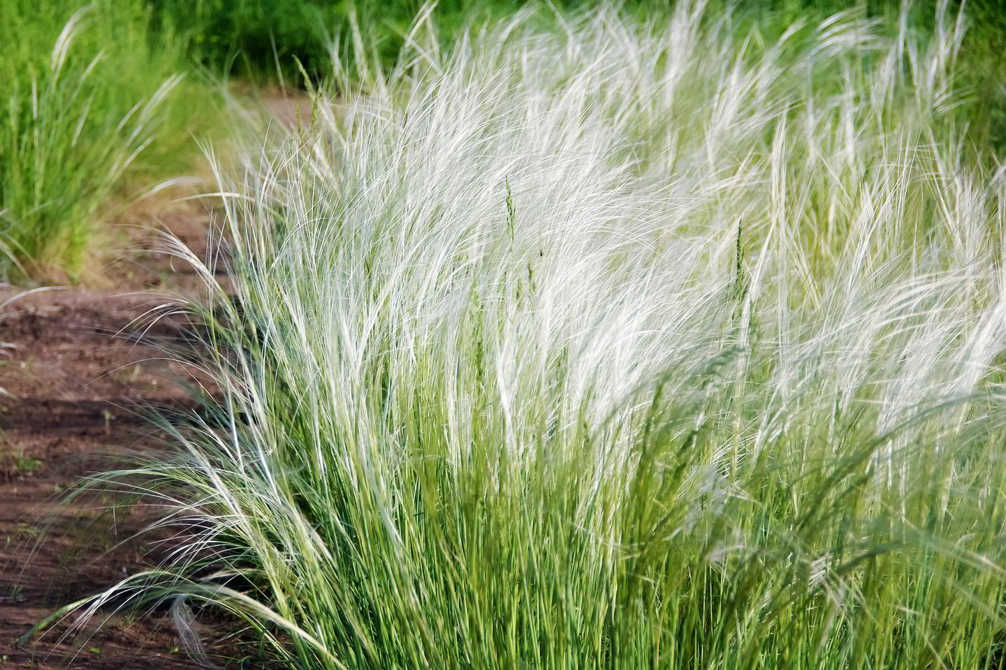 Kitas nepamainomas foninis augalas, kuris yra dažniausiai sodinamas itin didelėmis grupėmis – šluotsmilgė arba viksvos.<br>Shutterstock nuotr.