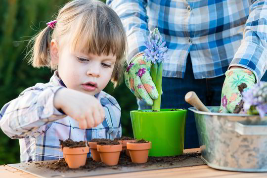 Floristas pasakė, kokios taisyklės persodinant gėles negalima laužyti