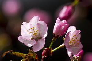 Vilniuje pražydo sakuros: žmonės jau plūsta pasidžiaugti