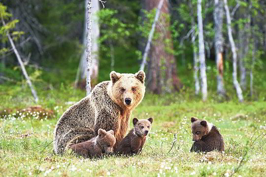 Medžiotojai pakeitė rudųjų meškų požiūrį į savo jauniklius