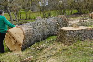 Radviliškyje gyventojams širdį drasko iškirsti ąžuolai