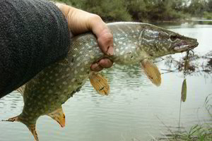 Žvejams – gera žinia prieš savaitgalį: nebegalios vienas draudimas